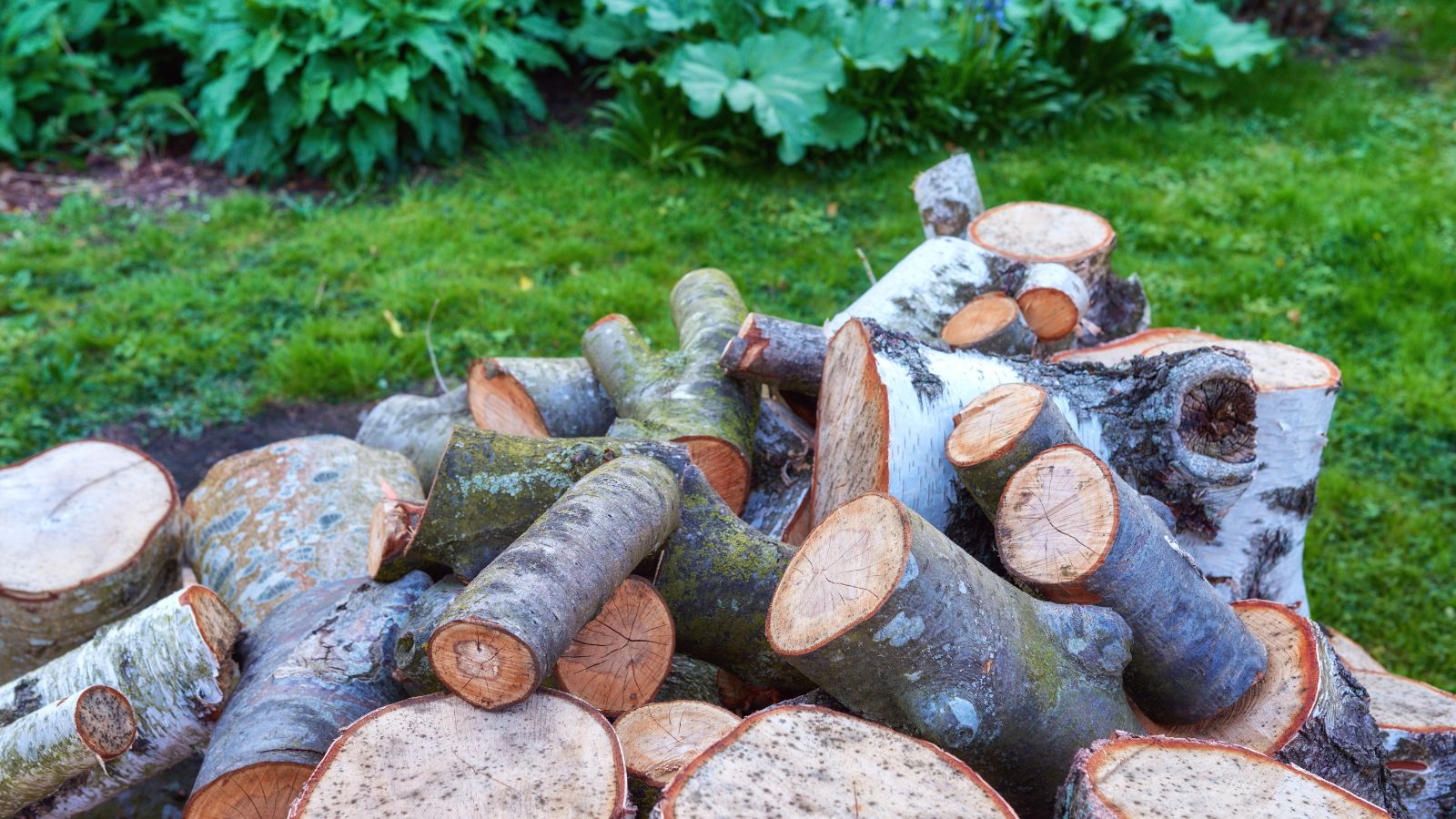 a pile of cut wood.