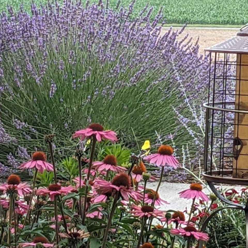 27 Ground Cover Plants For Clay Soil You'll Love