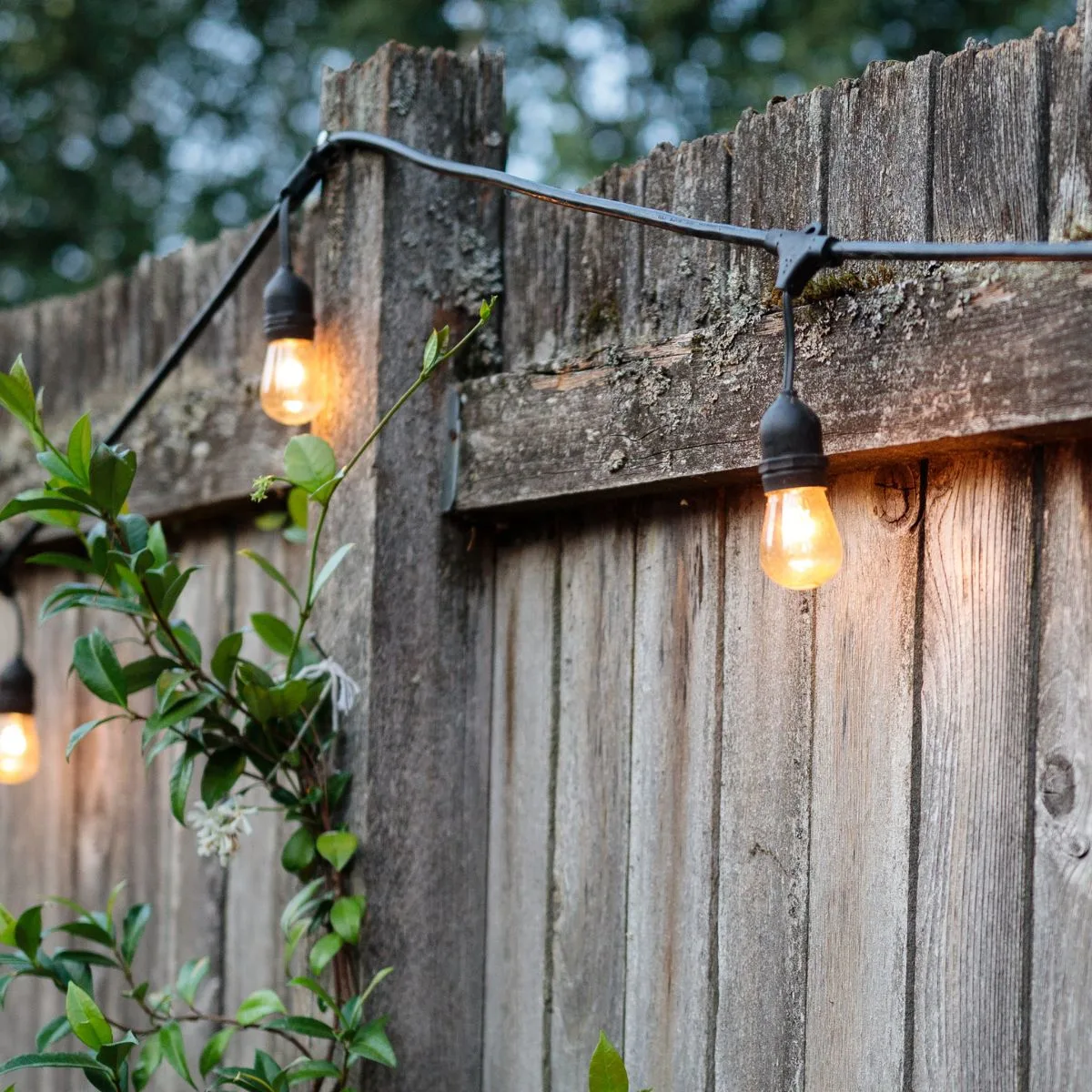 String lights running at the top of a backyard fence.
