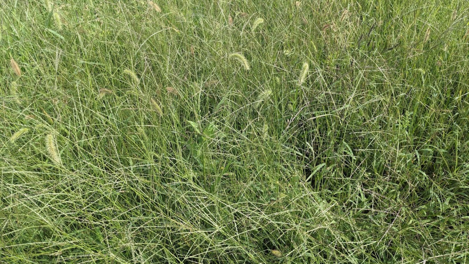 A mixture of grasses that have gone to seed.