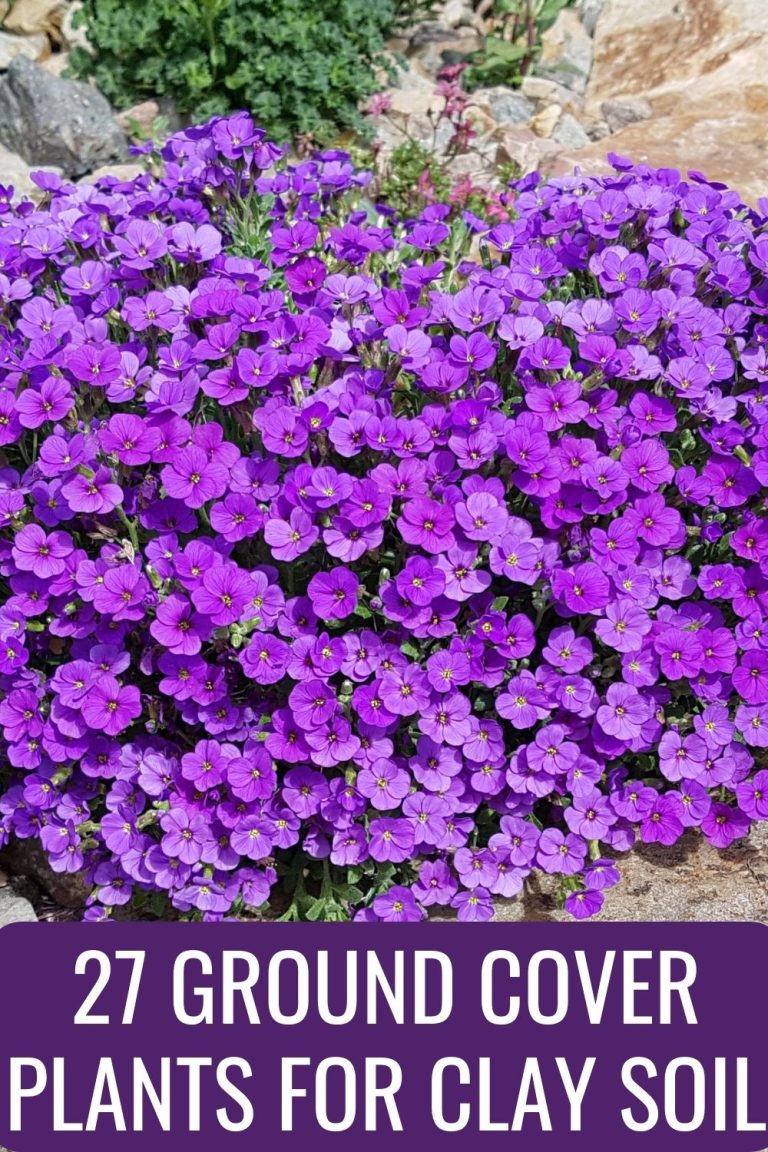 27 Ground Cover Plants For Clay Soil You'll Love
