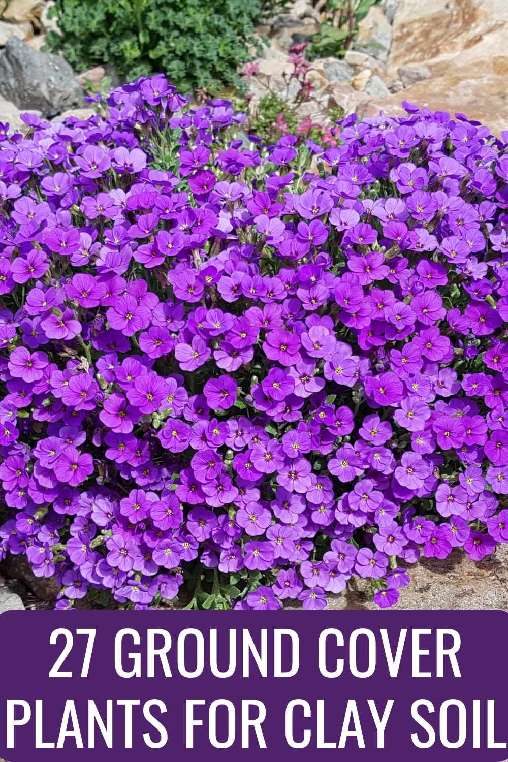 27 Ground Cover Plants For Clay Soil.