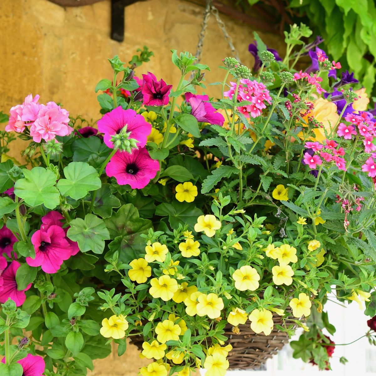 A colorful hanging basket of petunias, verbena, and geraniums.