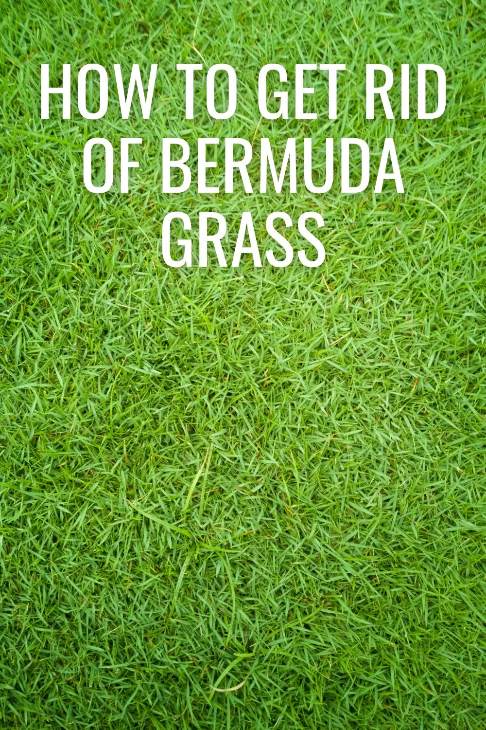 How to get rid of Bermuda grass