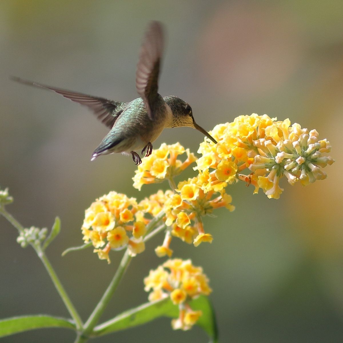 Hummingbird drinking from a yellow lantana.