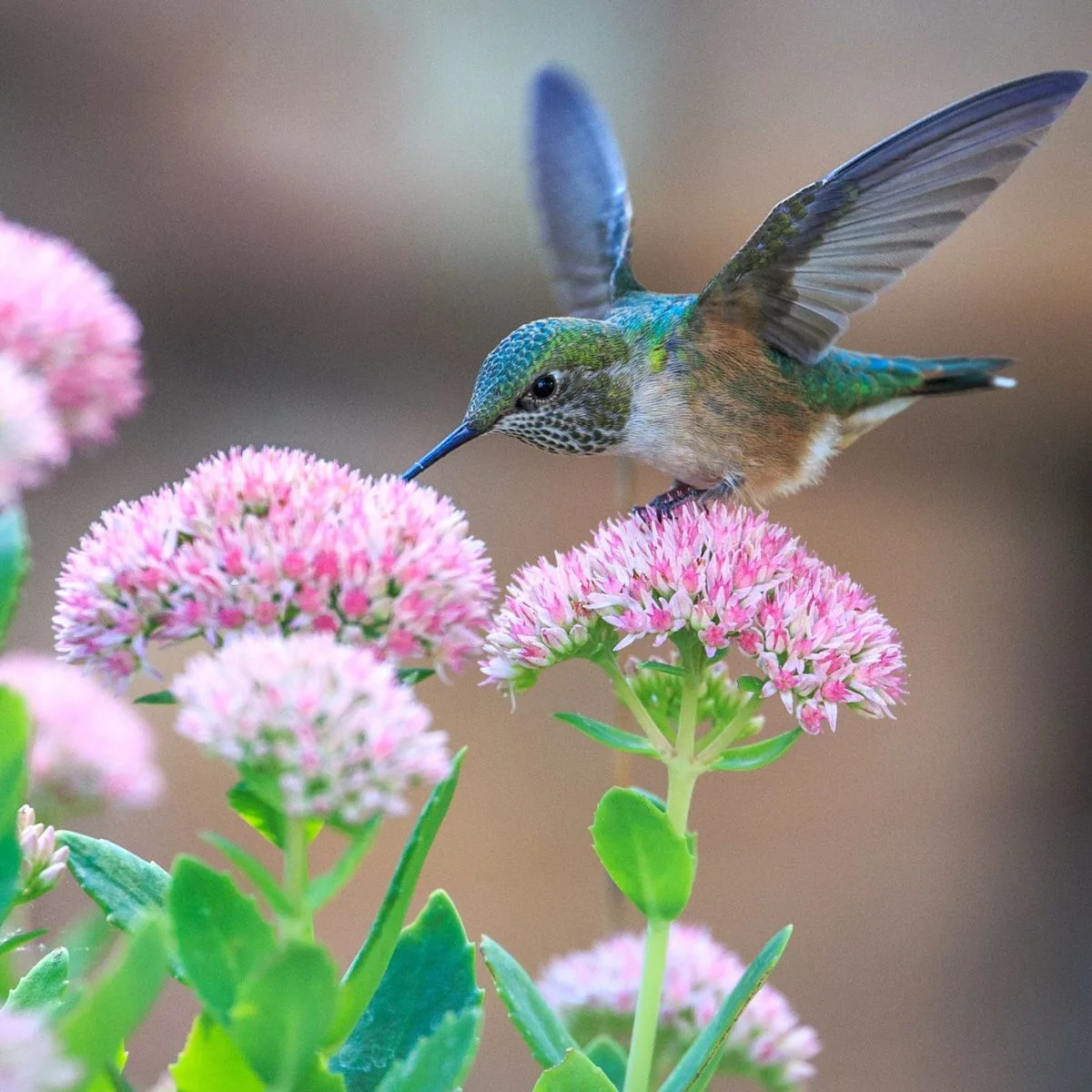 Hummingbird on a pink flower.