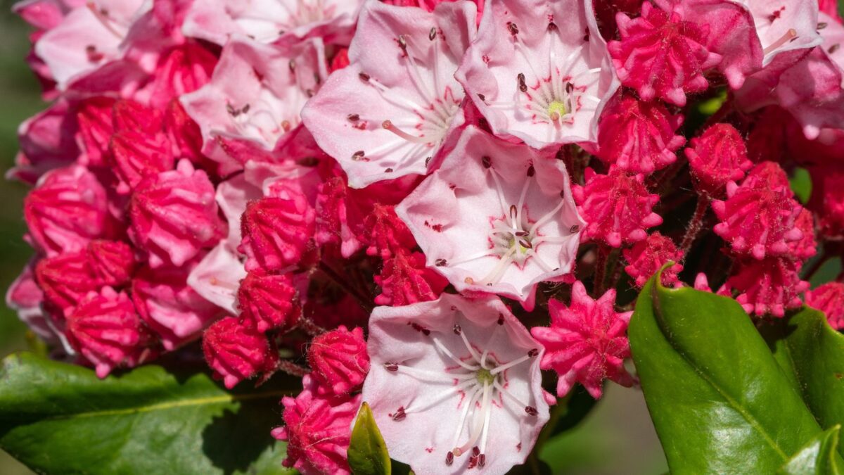 mountain laurel flowers.