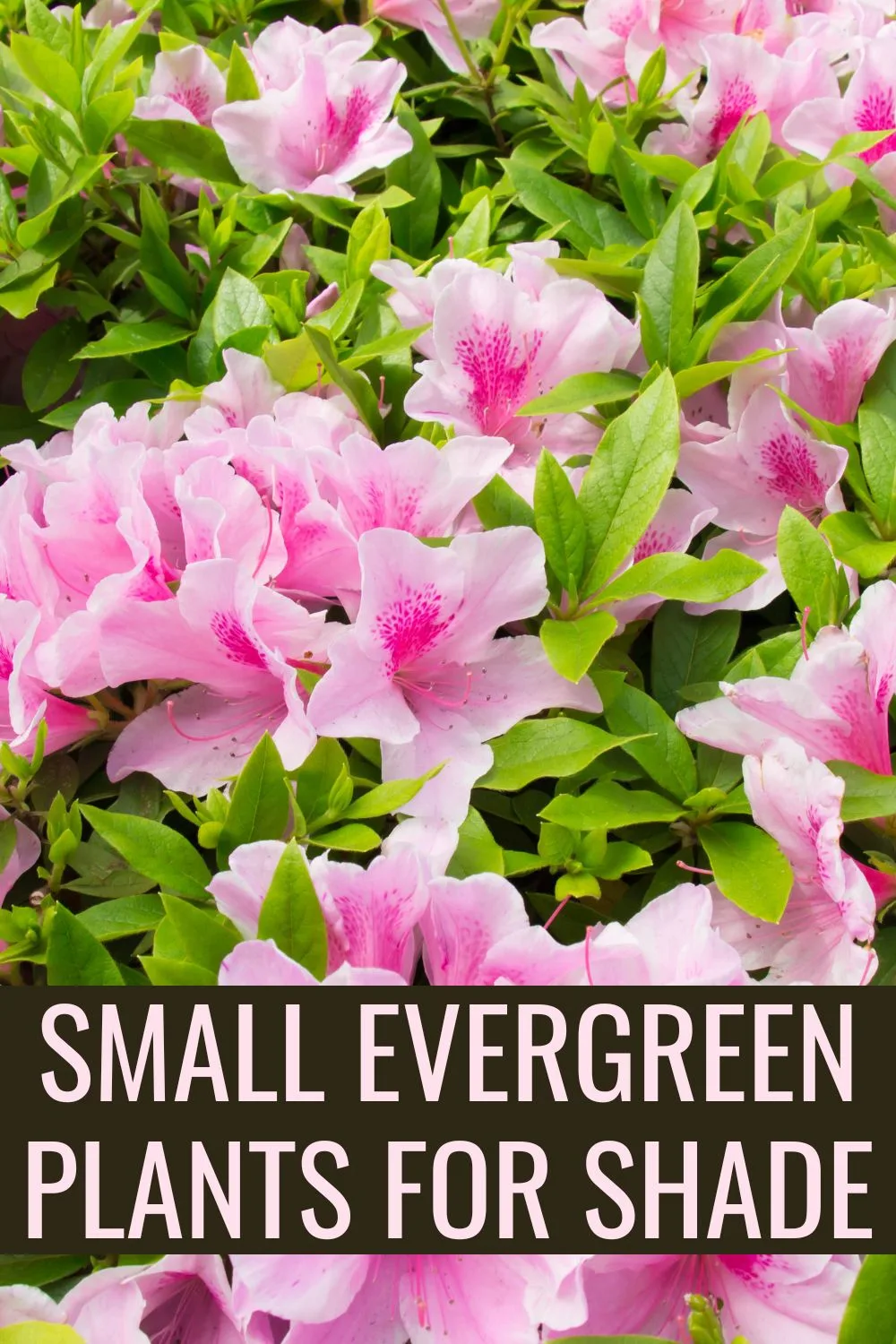 Small Evergreen Plants For Shade.
