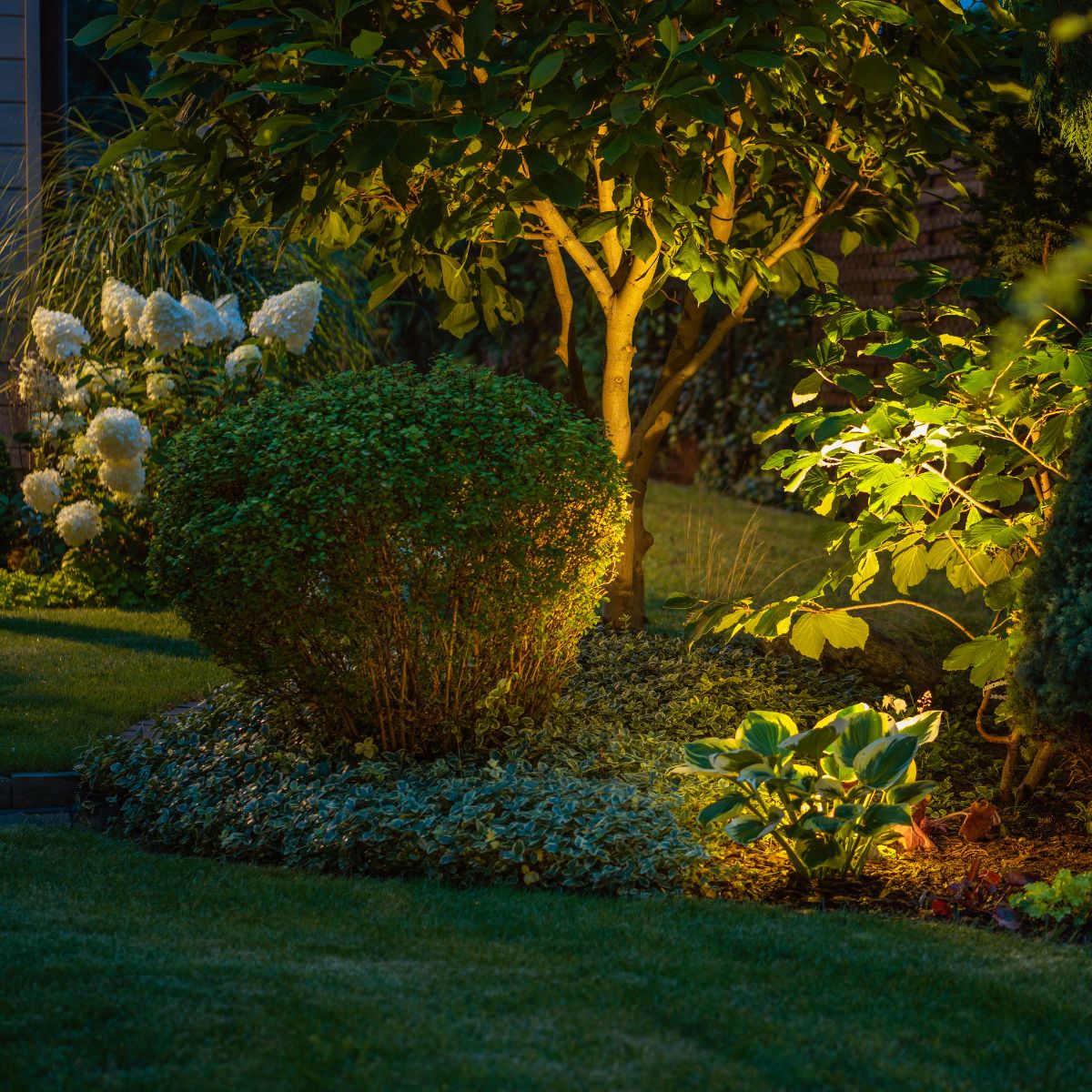 A bright light shines the spotlight on a beautiful tree.