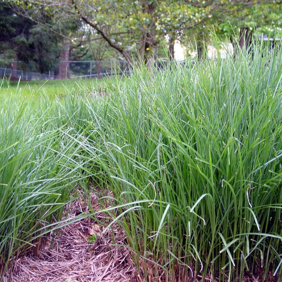 Tall grass in the backyard. 
