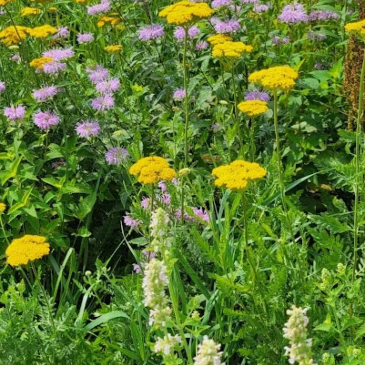 A spot in my wildflower garden, full of purple bee balm and yellow yarrow.