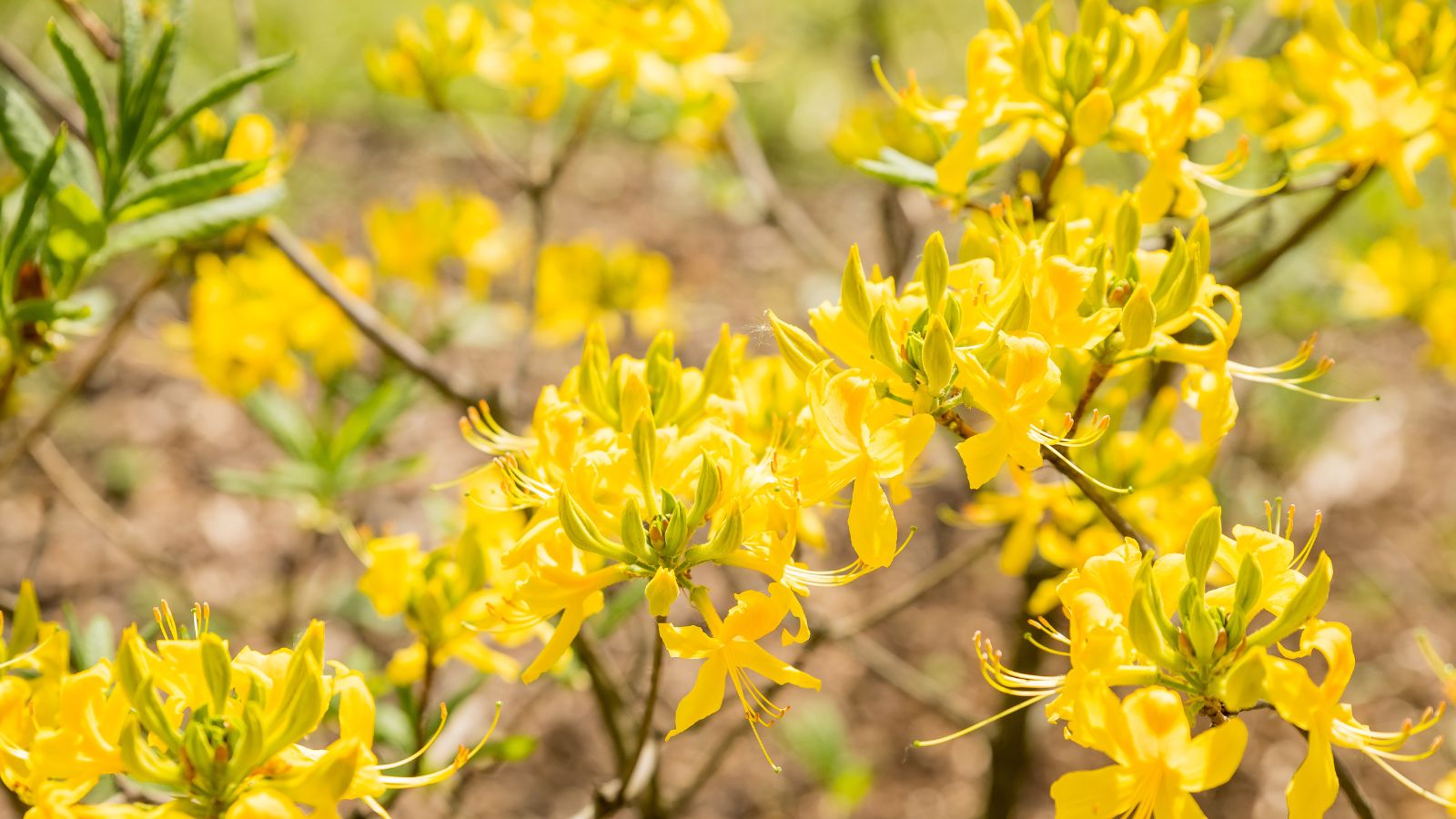 yellow rhododendron flowers.