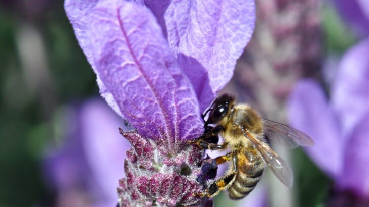 How to Care for Spanish Lavender – Easy Guide For Lavender Lovers