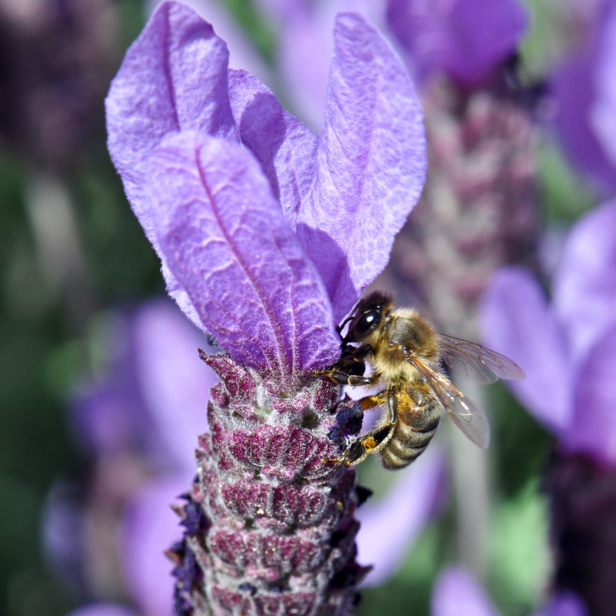 A bee on purple Spanish lavender.