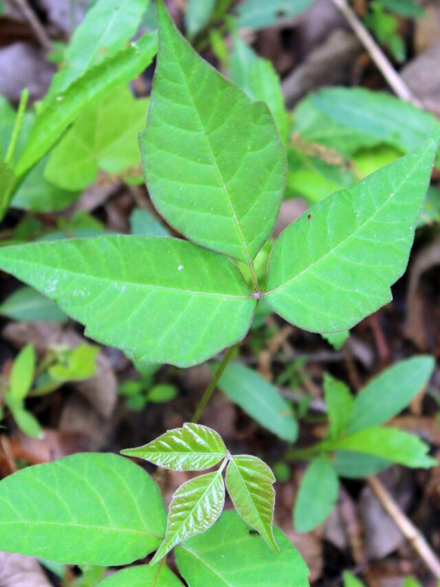 How To Get Rid Of Poison Ivy In Your Yard
