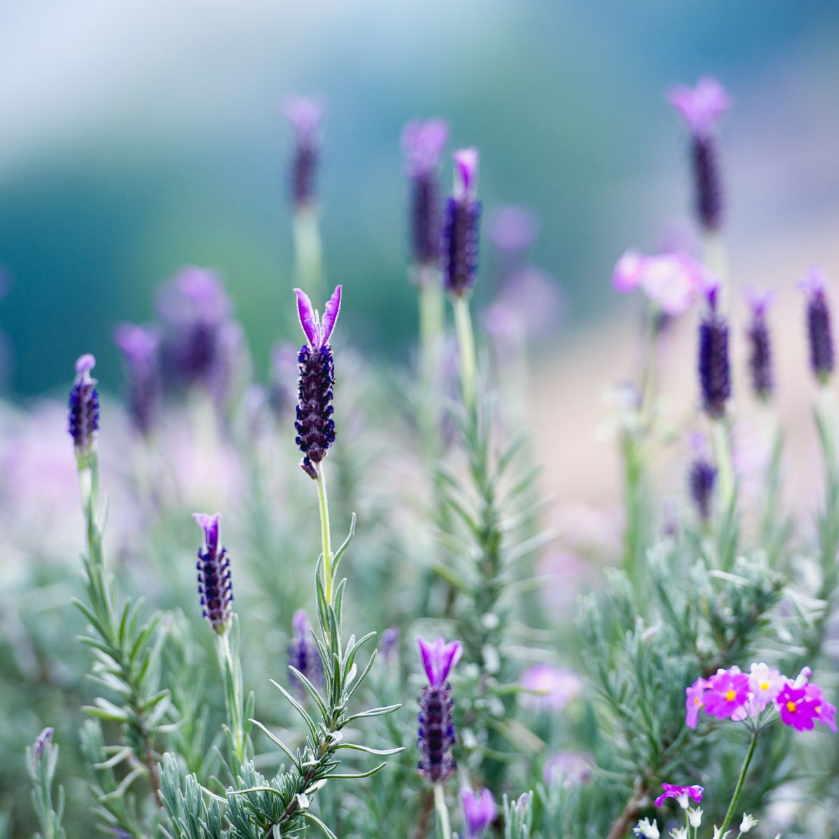 Dainty Spanish lavender flowers. 