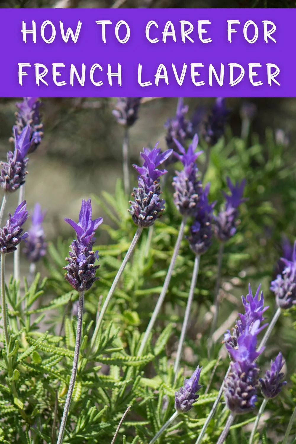 How to care for French lavender.