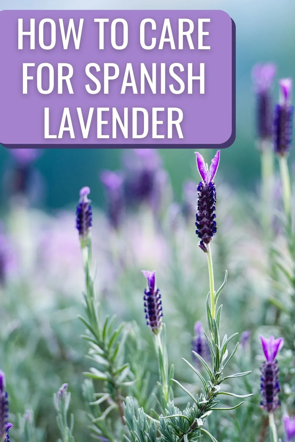 How to care for Spanish lavender.