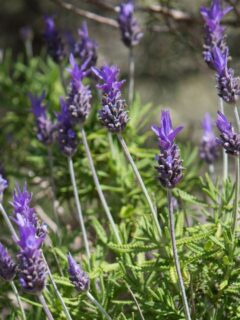 Beautiful purple lavandula dentata, flowers, also known as French lavender.