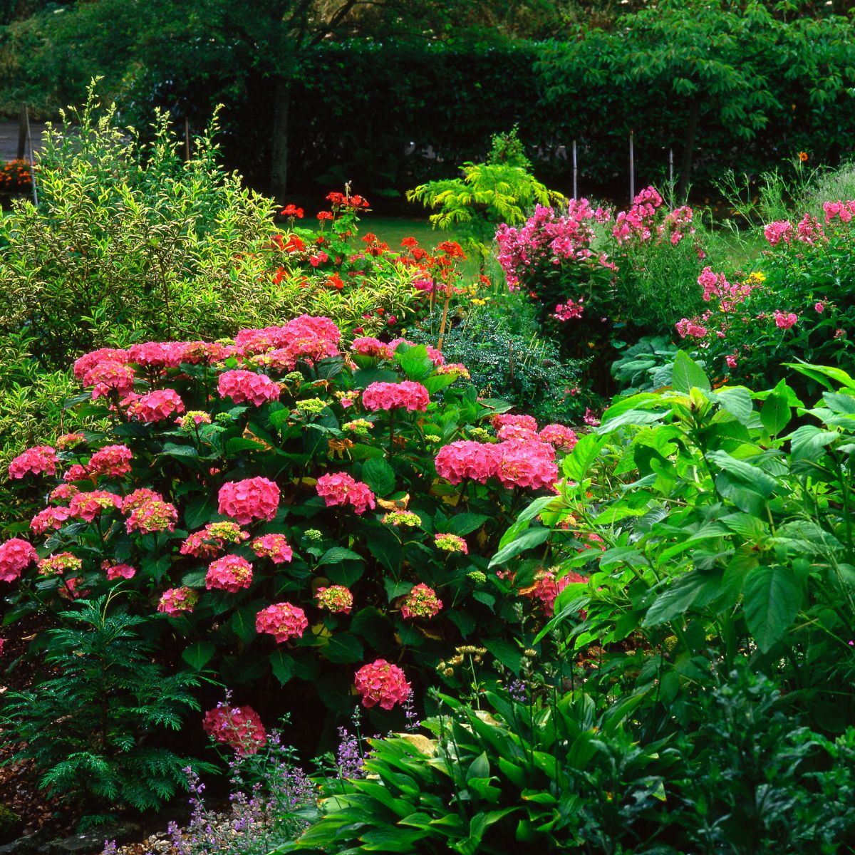 beautiful deep pink hydrangeas surrounded by hosta, azalea and sage flowers