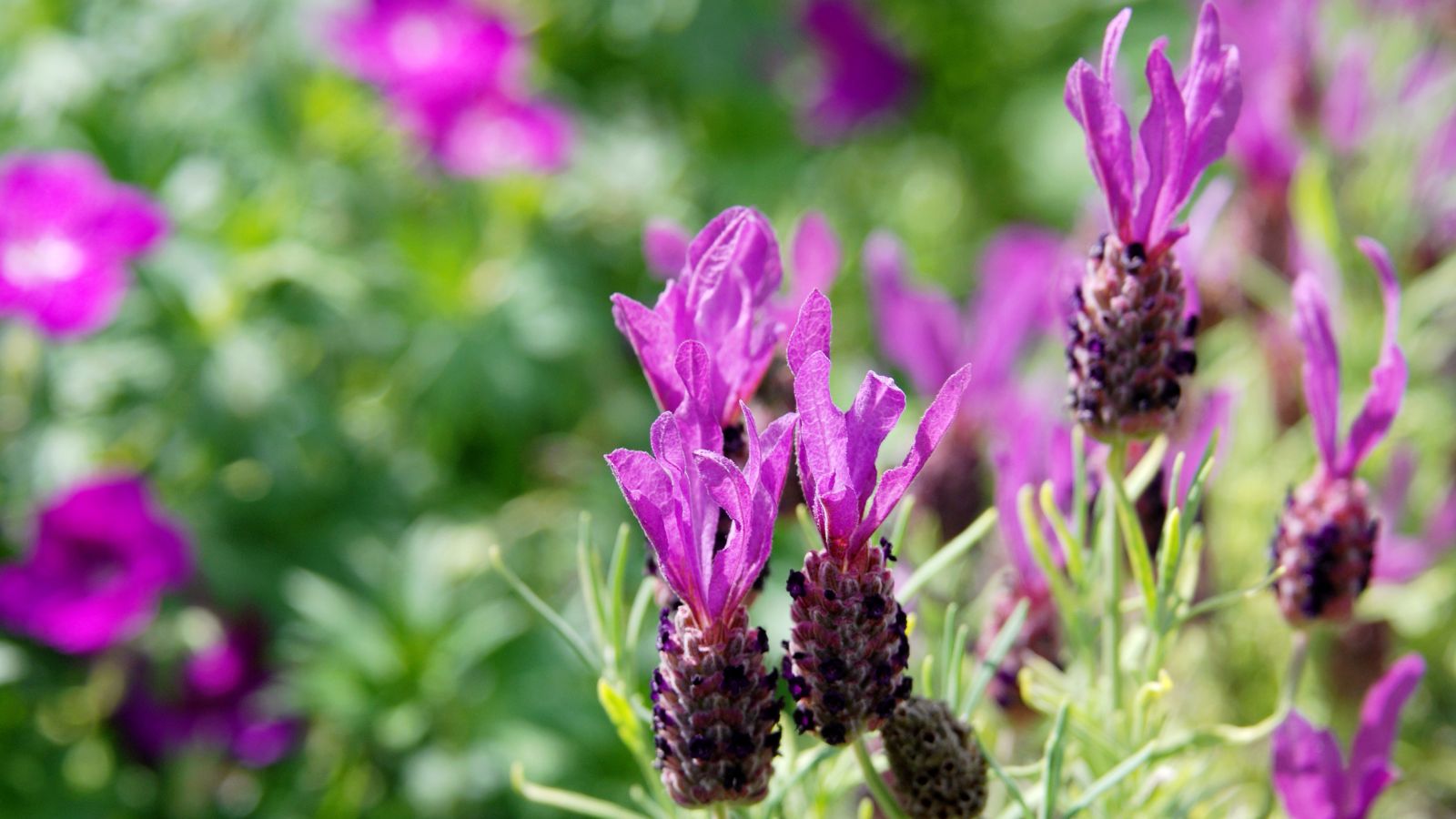 Pink Spanish lavender.