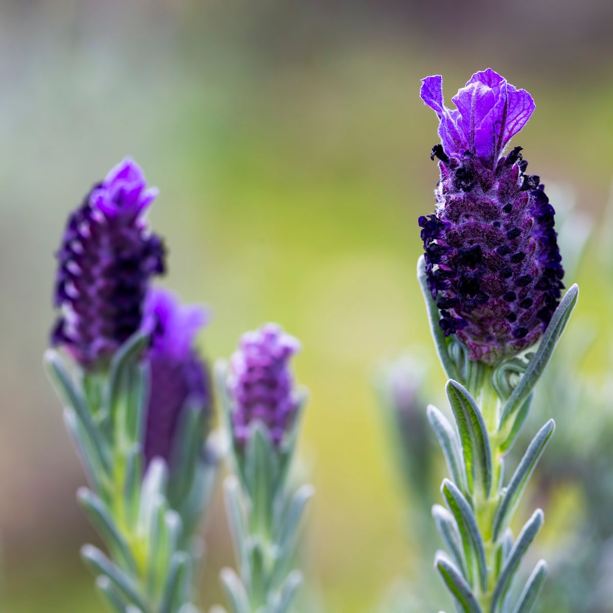 Spanish lavender buds beginning to bloom. 