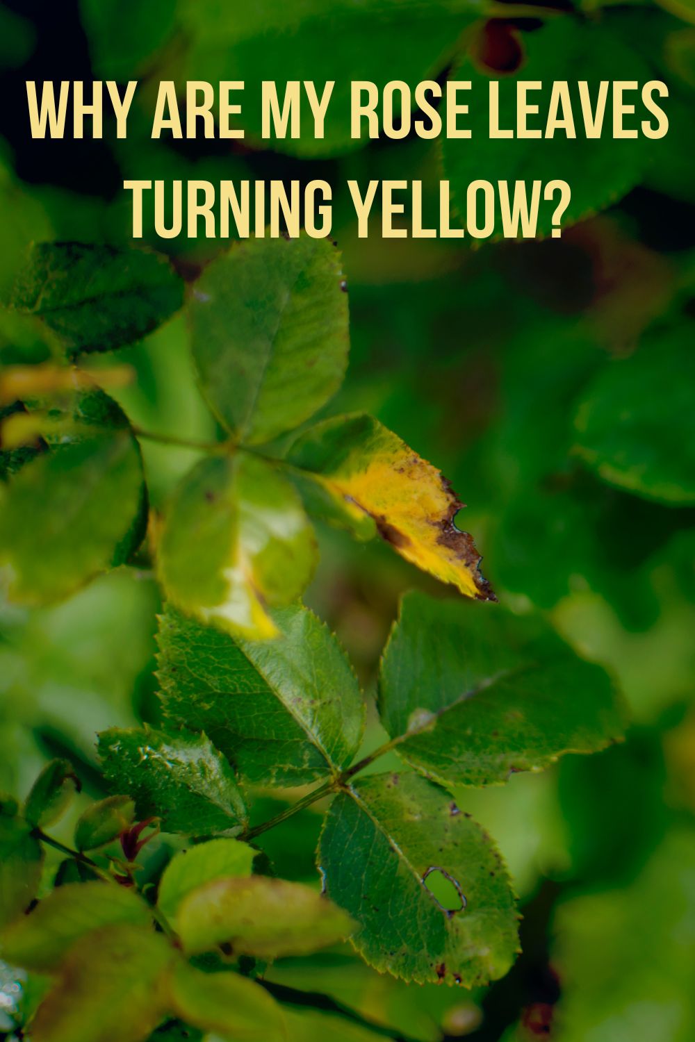 Why Are My Rose Leaves Turning Yellow? 7 Reasons & Simple Solutions