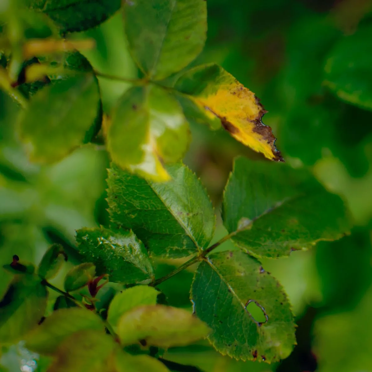 Yellowing rose leaves.