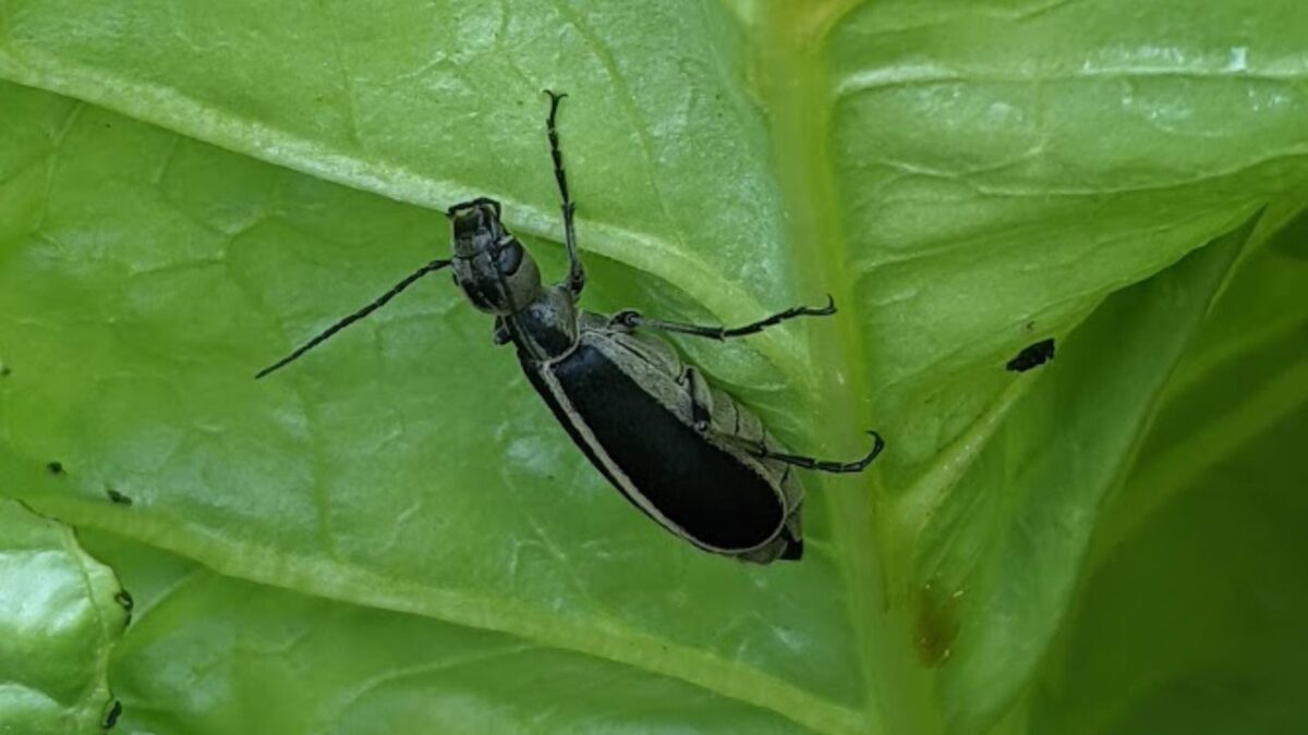 blister beetles on a leaf.