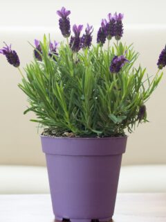 A blooming lavender in a purple container.