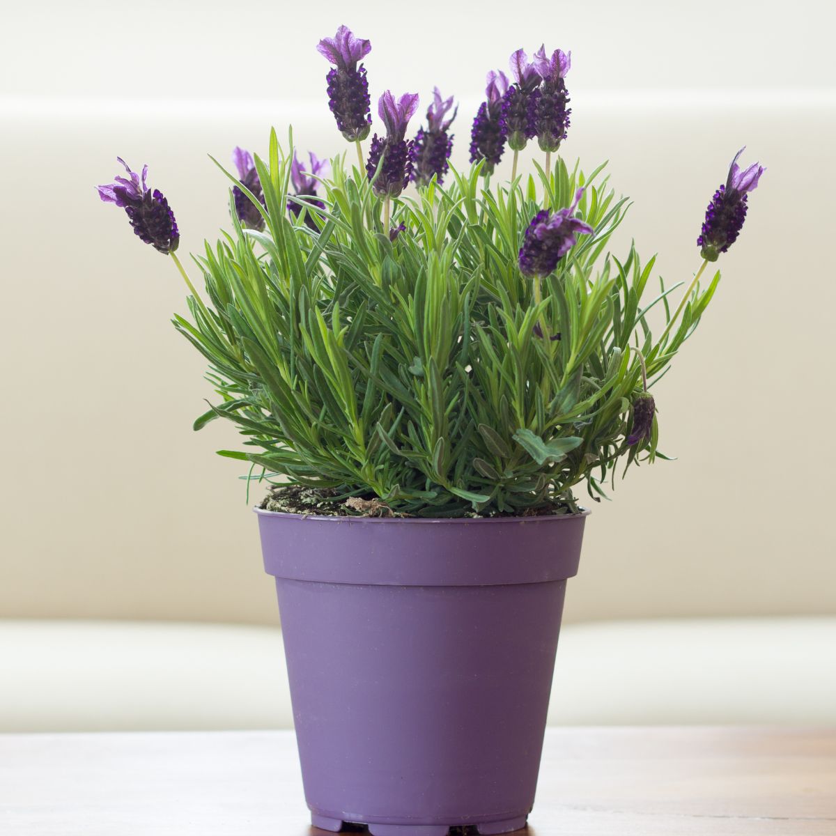 A blooming lavender in a purple container. 