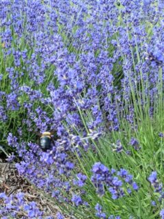 light blue lavender flowers.