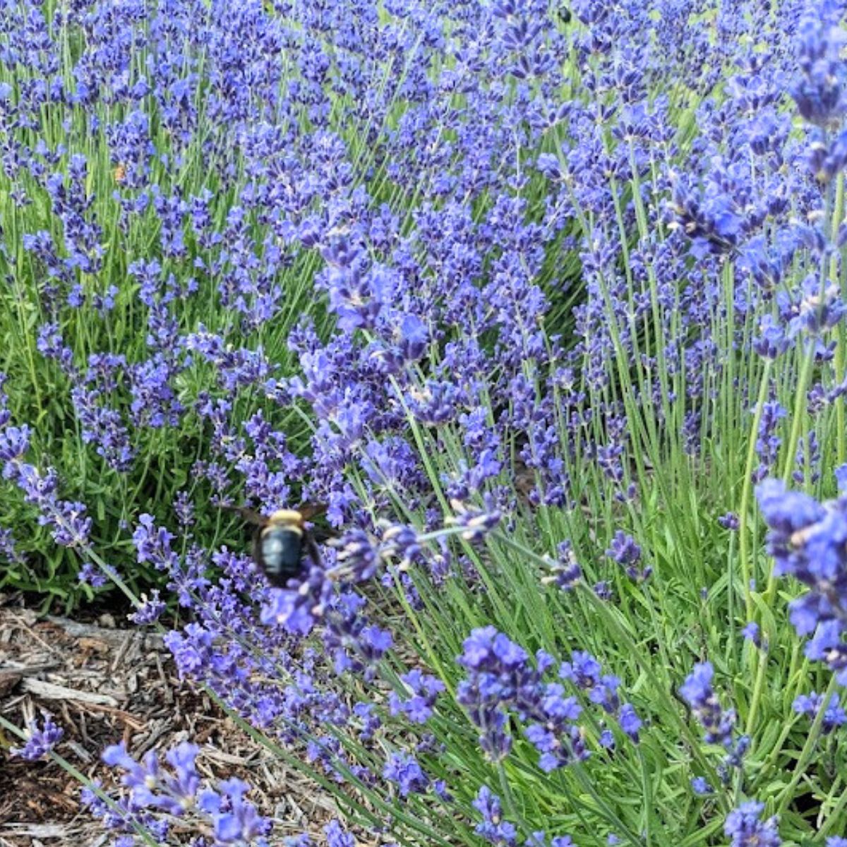 light blue lavender flowers.