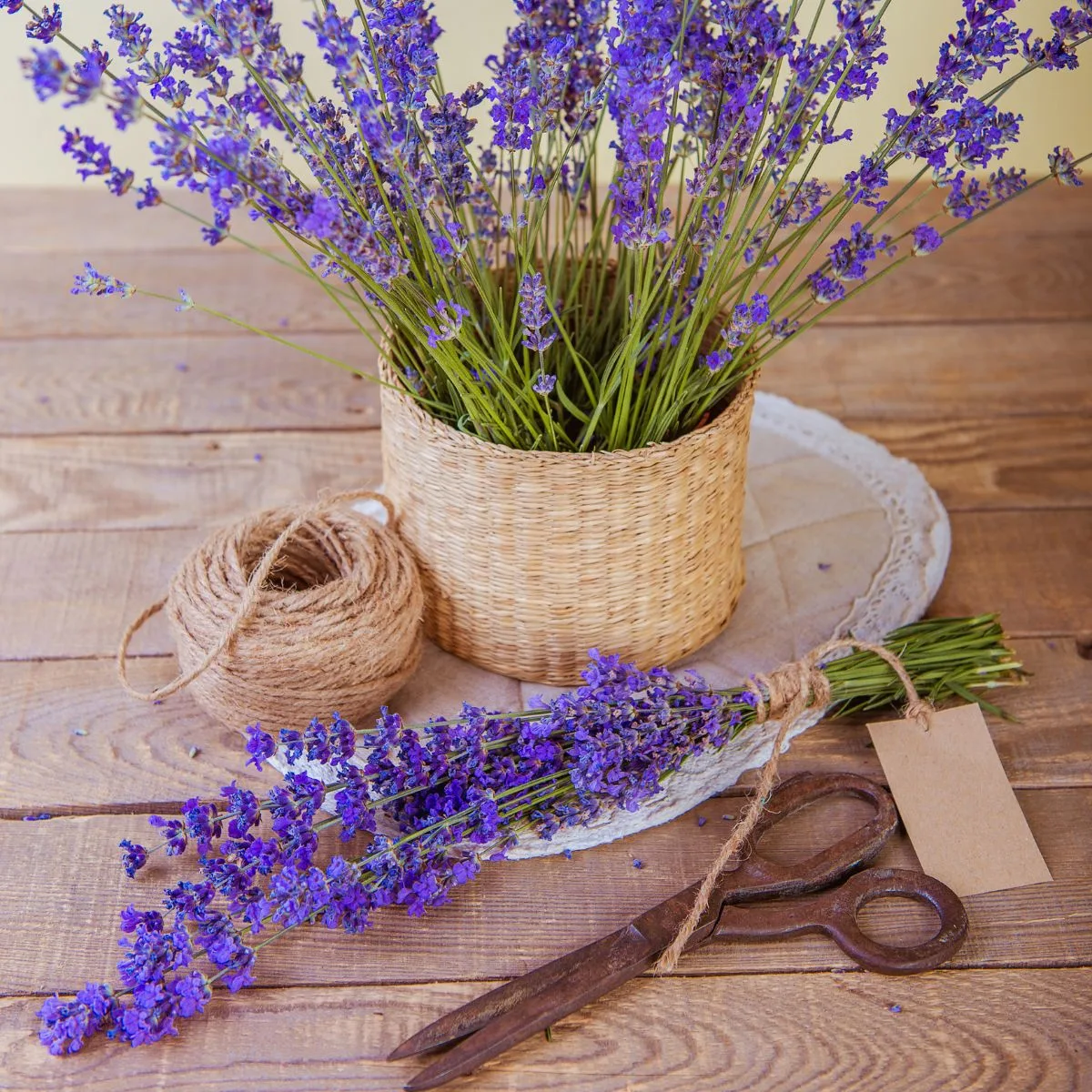 A bunch of lavender flowers, tied with twine.  