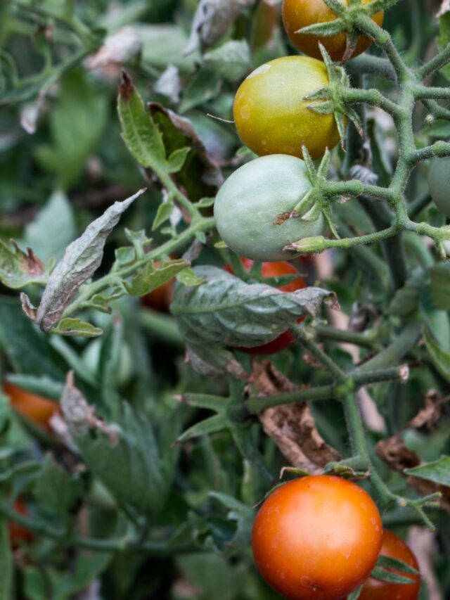 What To Do With Tomato Plants At The End Of Season