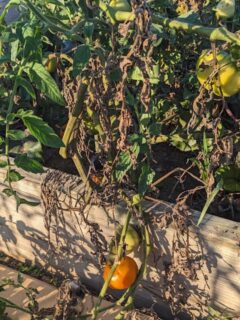 A dying tomato plant growing in a raised bed.
