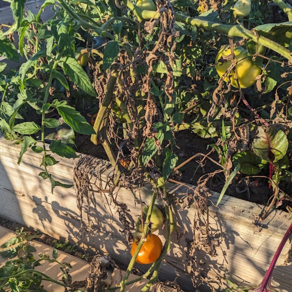 A dying tomato plant growing in a raised bed. 