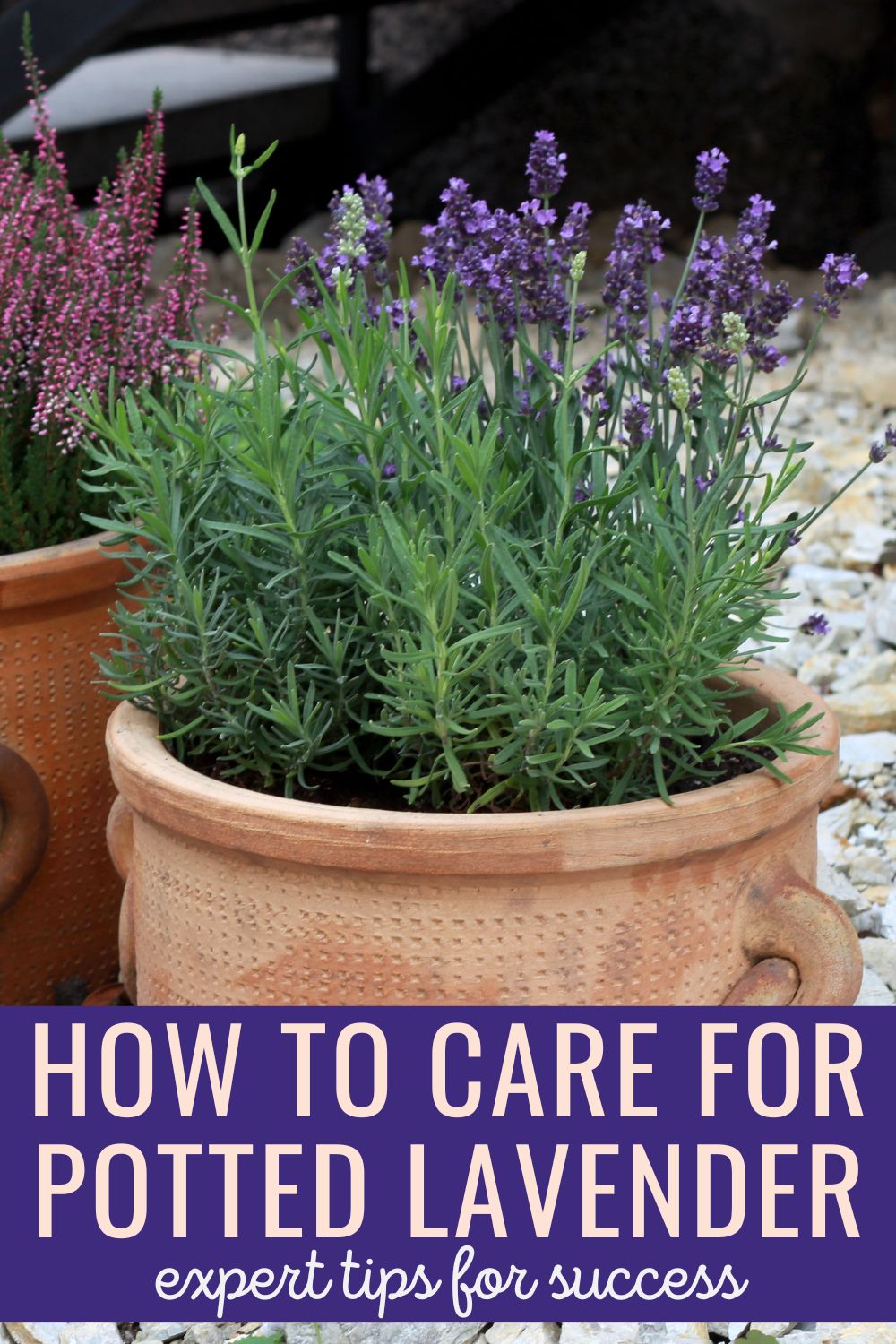 How to care for potted lavender - expert tips for success.
