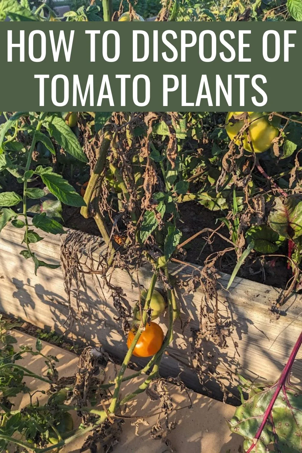 How to dispose of tomato plants.