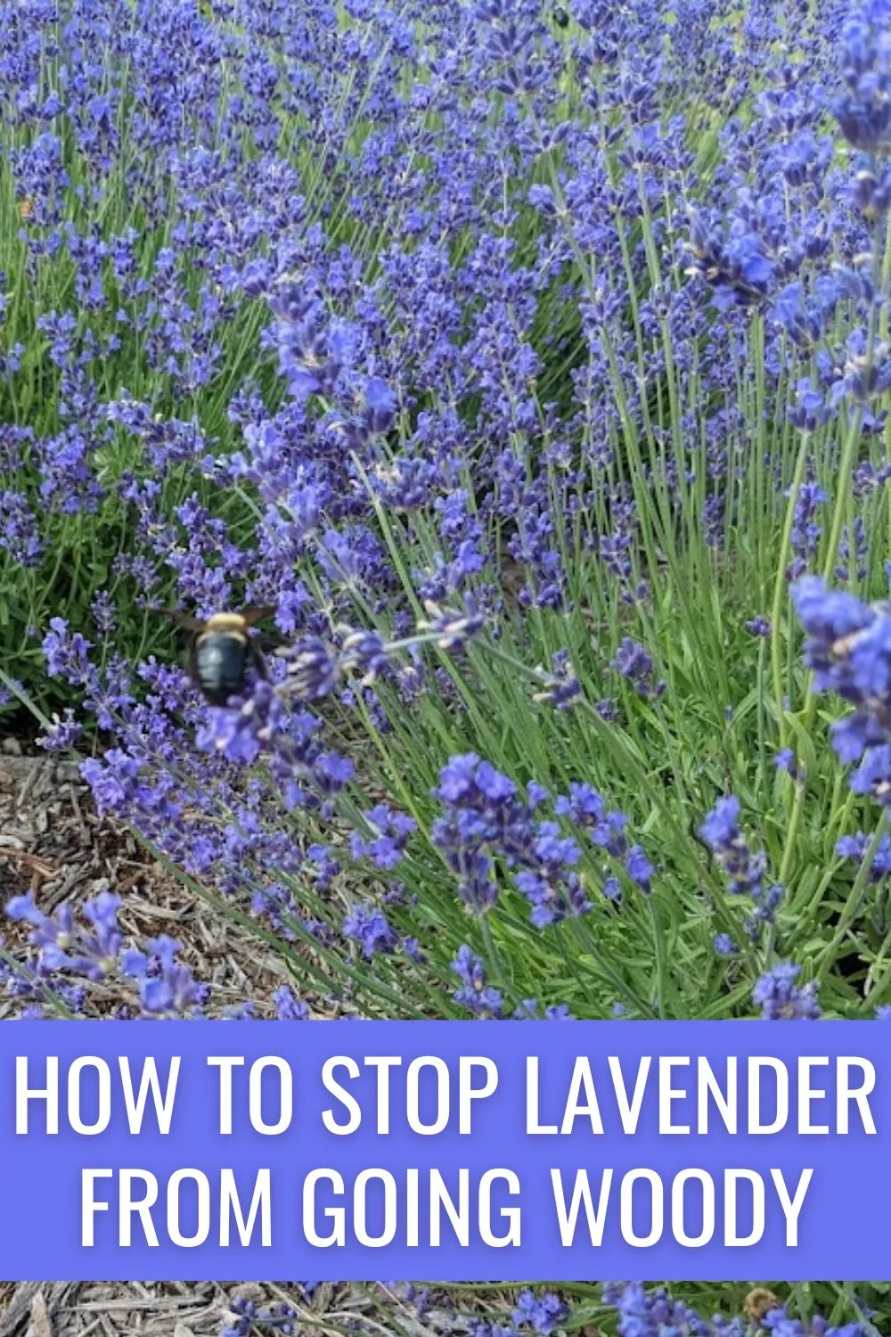 How to Stop Lavender from Going Woody.
