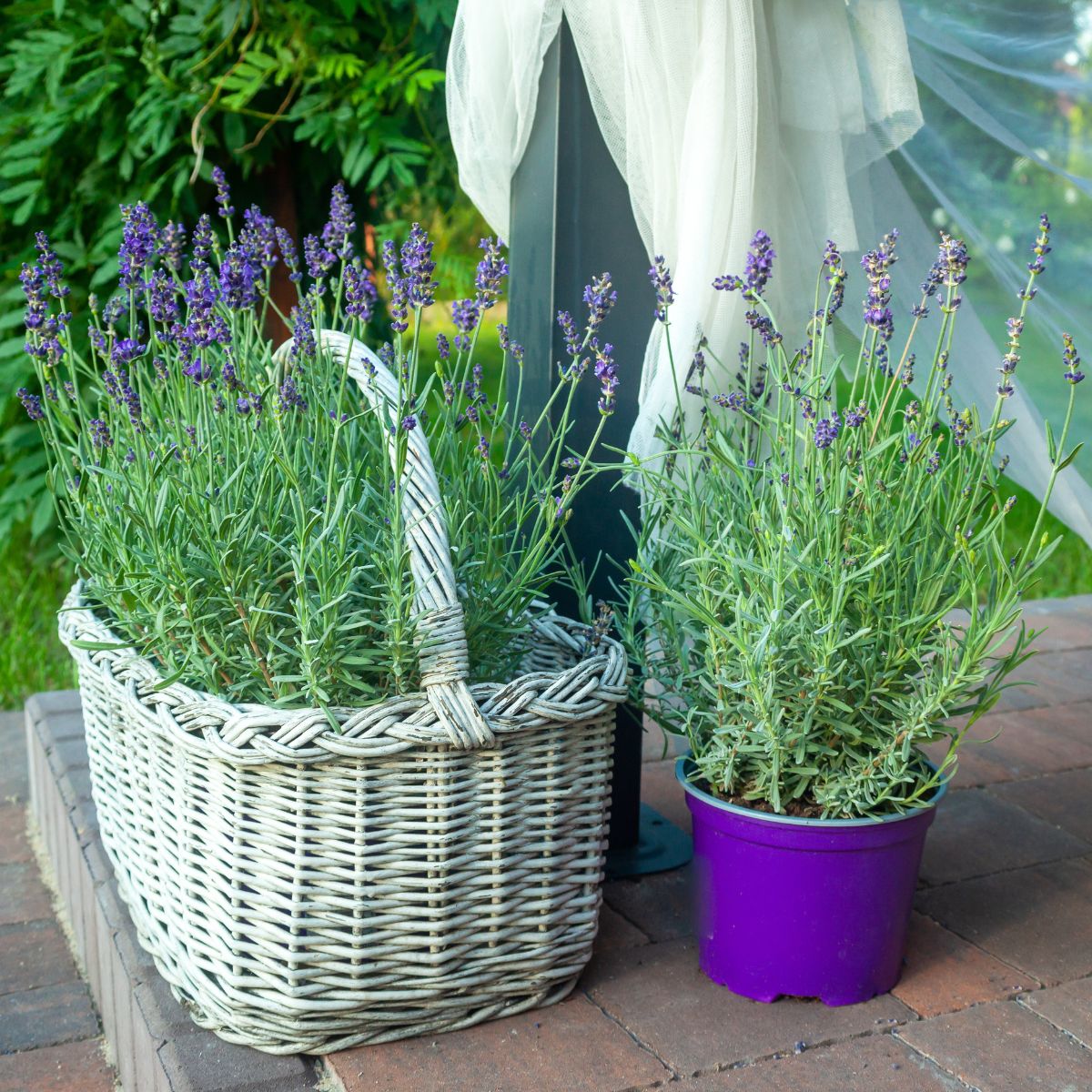 A lavender plant displayed in a white basket.