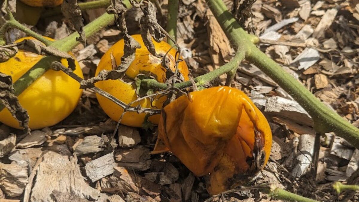 Mushy orange tomatoes on the ground at the end of the season.
