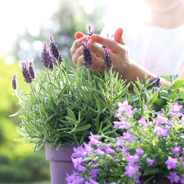 blooming potted lavender.