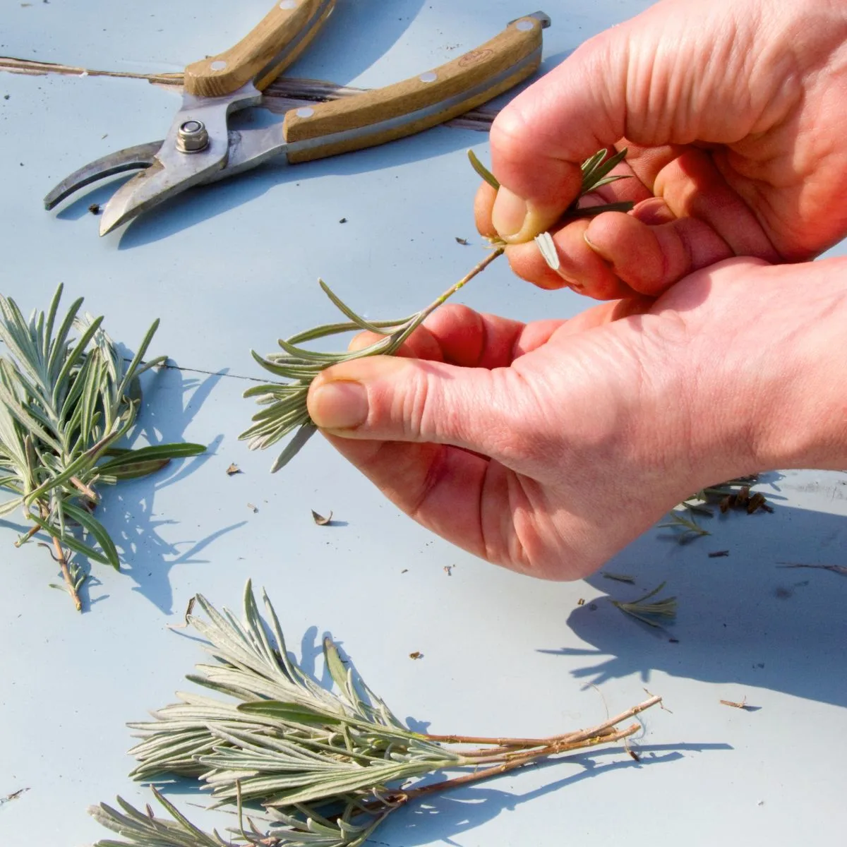 Hands stripping leaves off a lavender branch, creating a lavender cutting. 