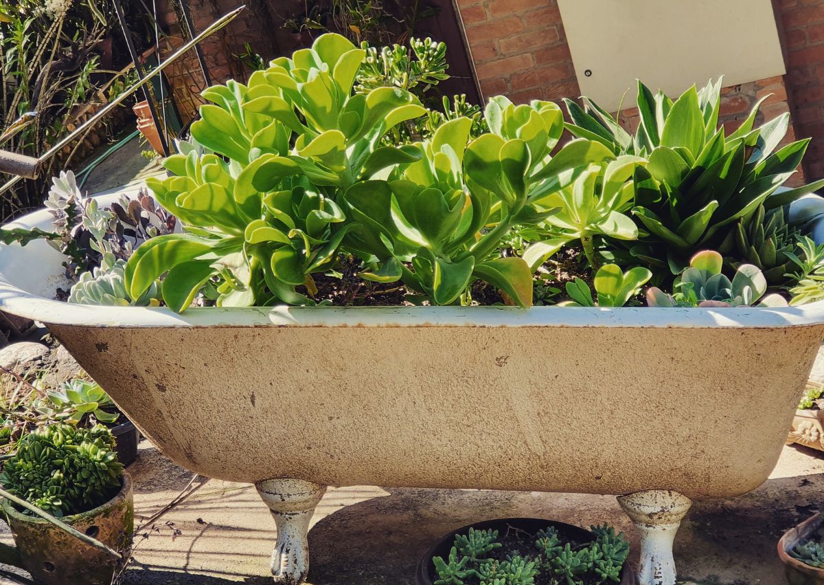 beautiful greenery growing in a bathtub planter. 