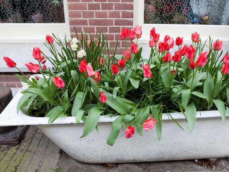An old bathtub filled with blooming tulips. 