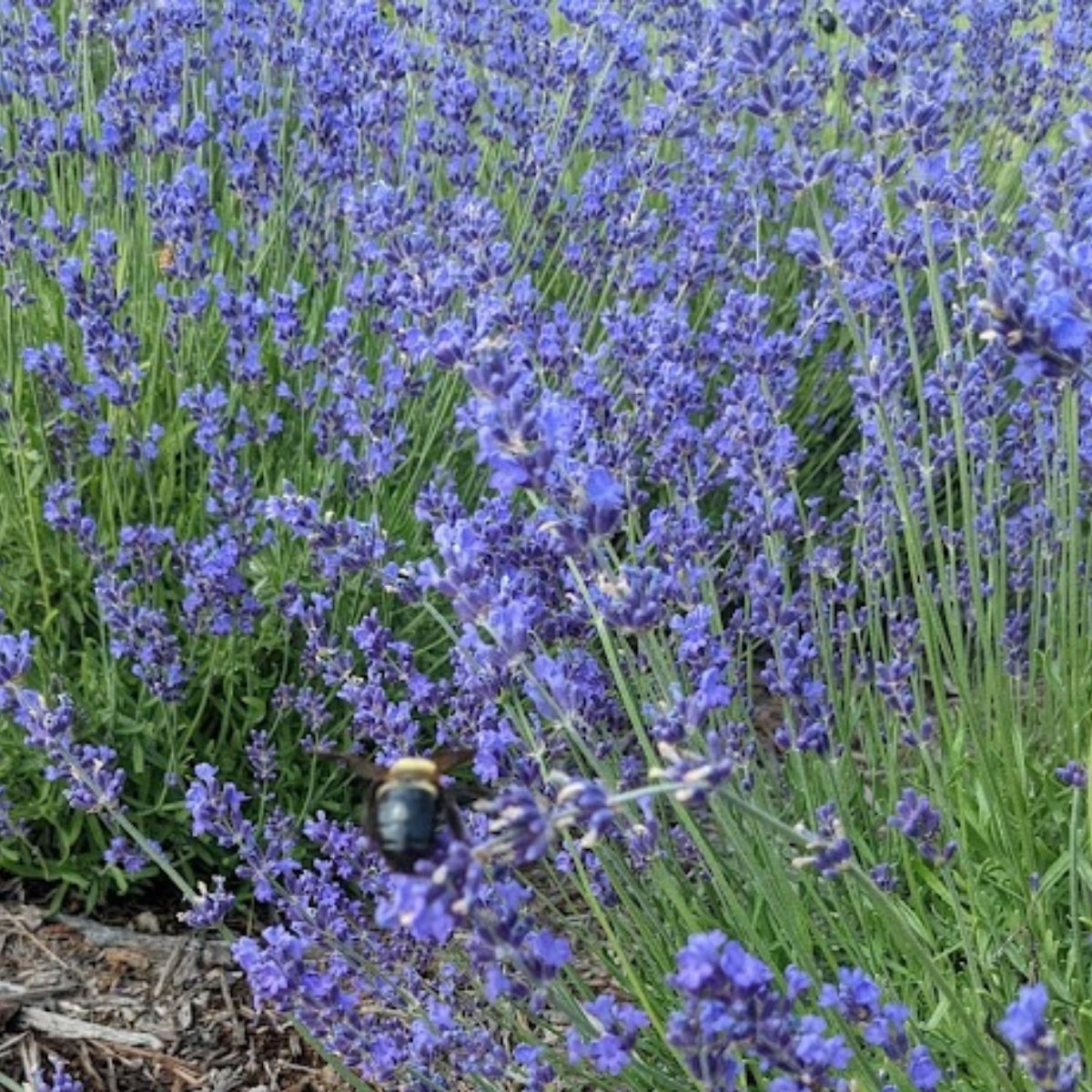 A bumble bee on bright colored lavender flowers. 