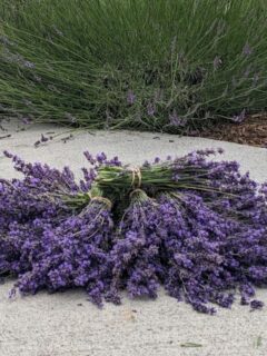 Bundled lavender on the walkway, next to a lavender bush.