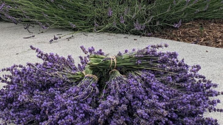 How to Grow Lavender For Profit