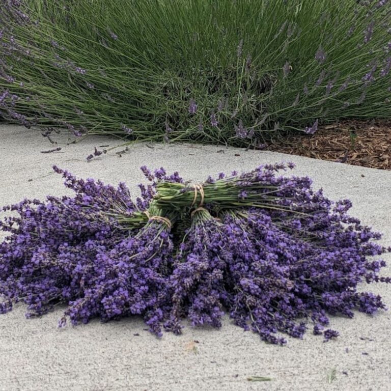 Bundled lavender on the walkway, next to a lavender bush.